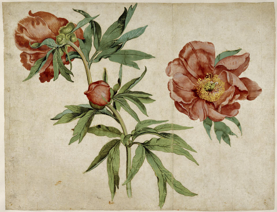 Studies of Peonies = Martin Schongauer [German, about 1450/1453 - 1491]