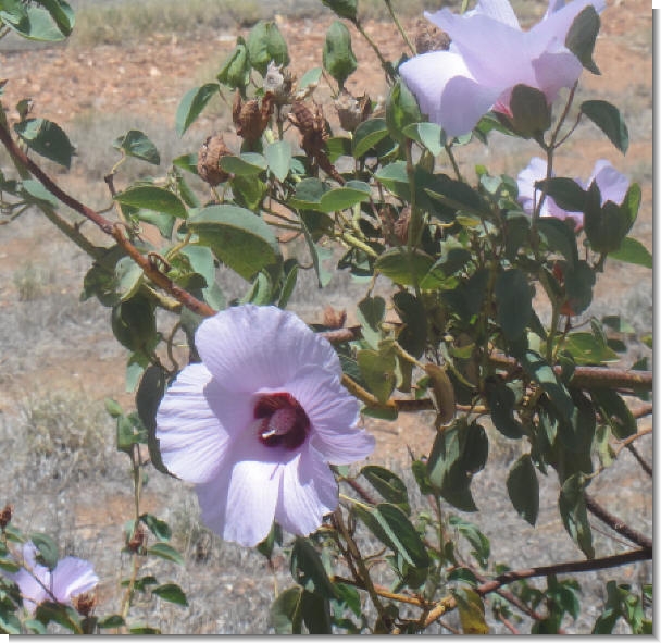 Sturt's Desert Rose