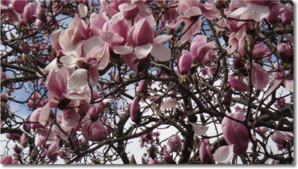 Magnolias