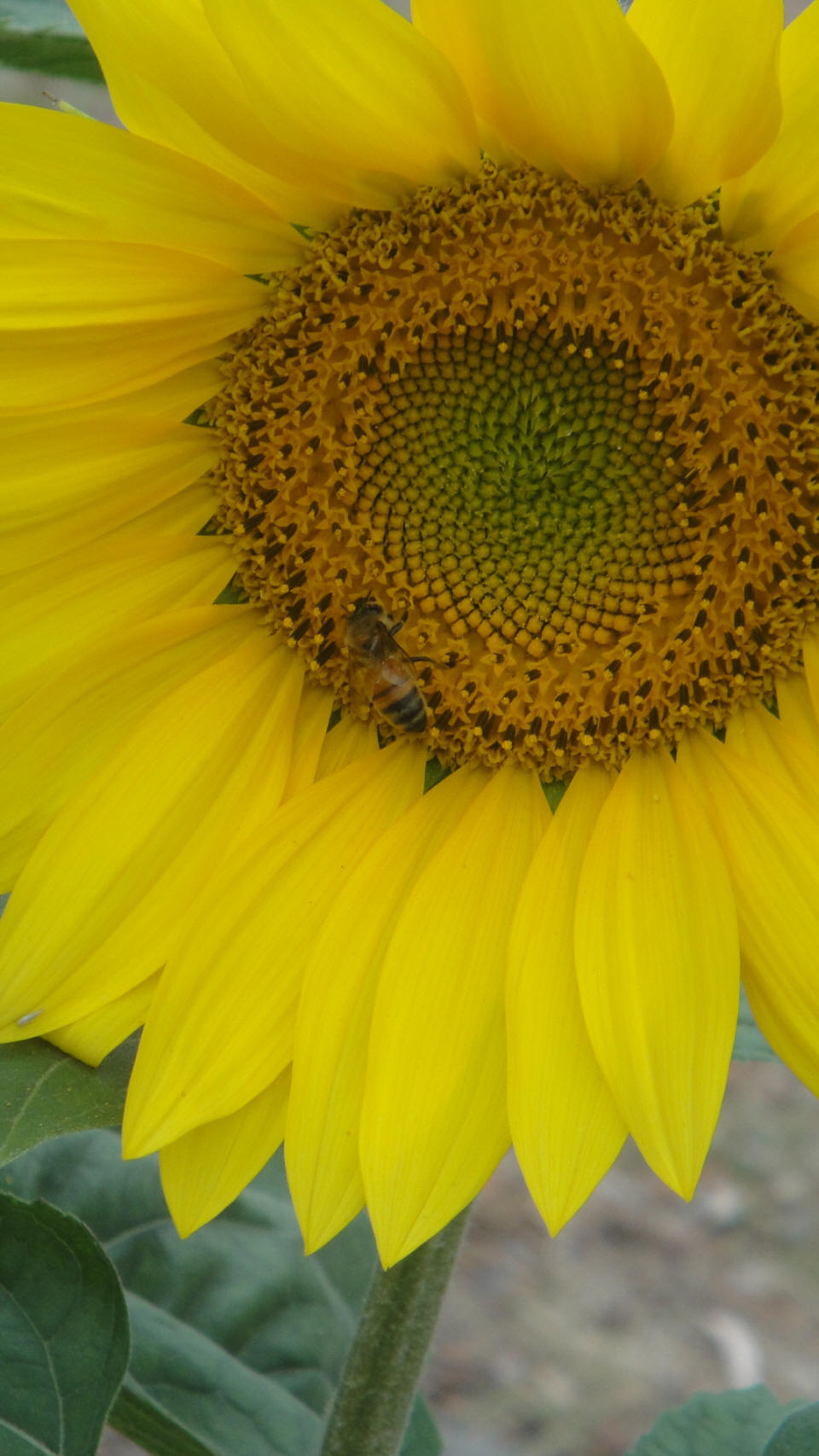 Sunflower with bee