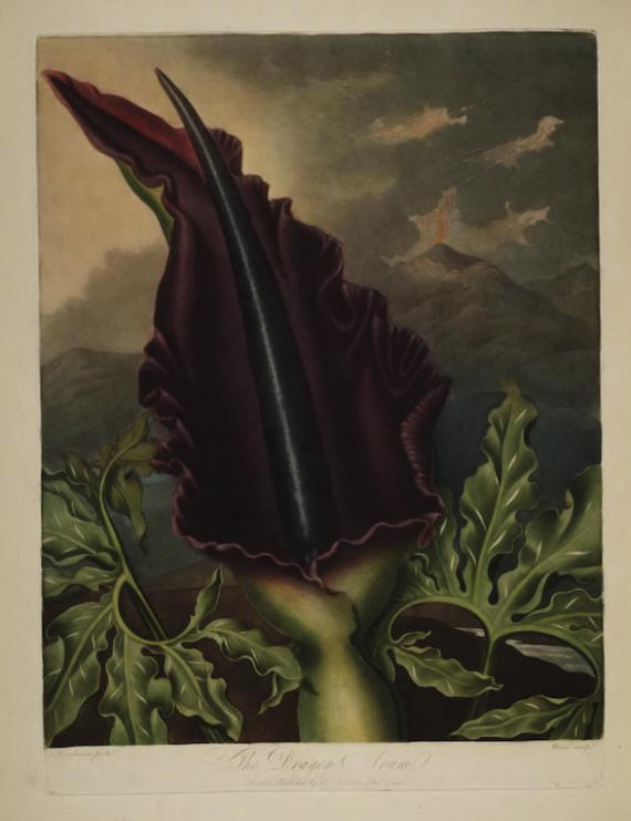 Titan Arum