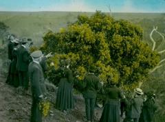 Wattle Day, 1905