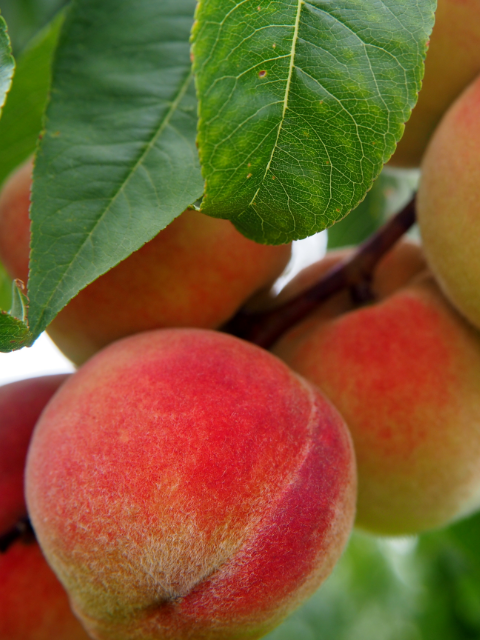 Peaches on tree