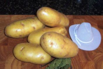 Nicola potatoes