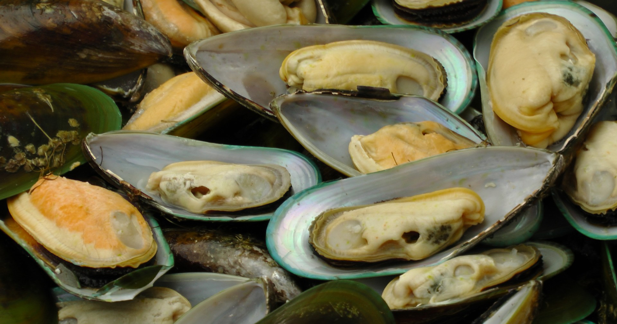 Mussels