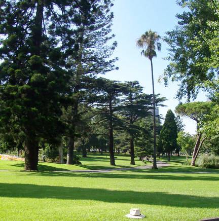 Trees in Carlton Gardens