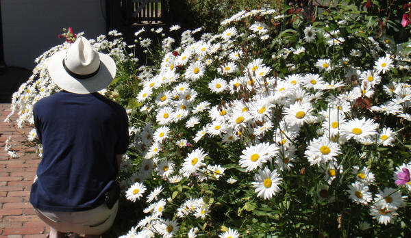 Daisies at Ziebell's Farmhouse, Westgarthtown