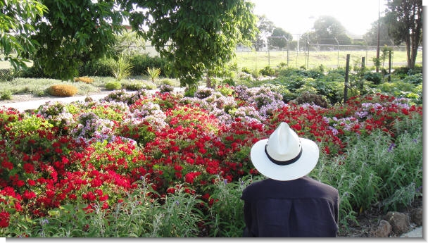 Flower bed at H V McKay Memorial Gardens