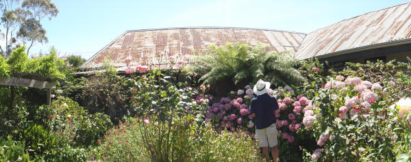 Garden at Ziebell's Farmhouse, Westgarthtown