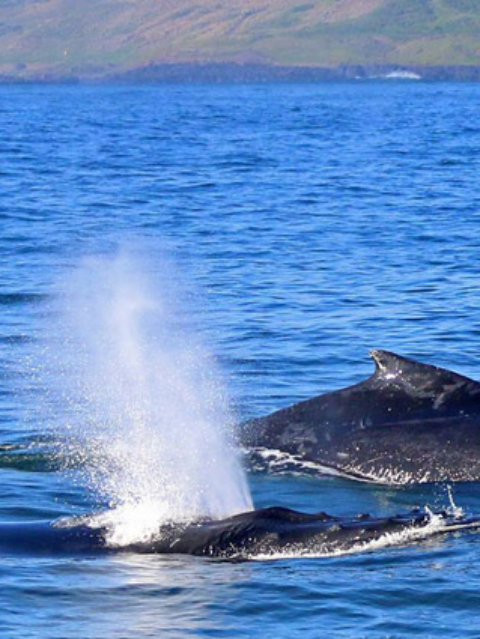 Phillip Island Whale Festival