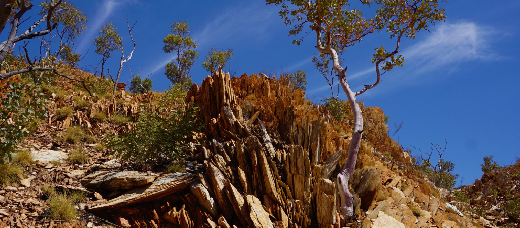 Gum trees in landscape at Mount Isa, Queensland