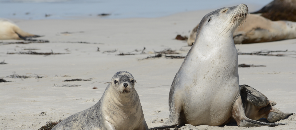 Seals on Kangaroo Island