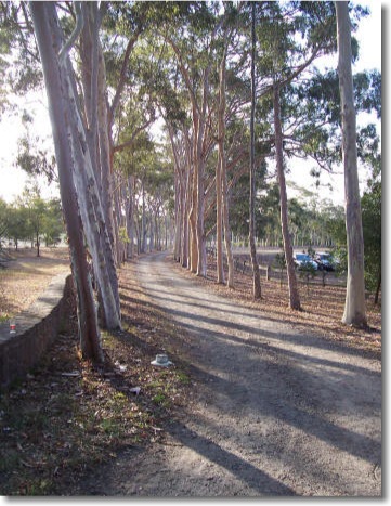 Avenue of gum trees