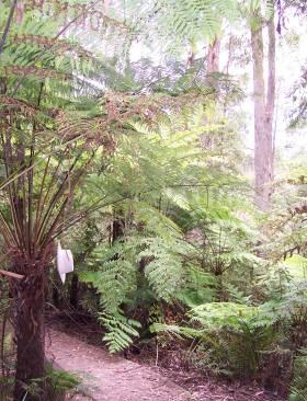 Kinglake National Park