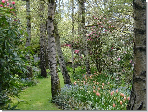 Tulip Walk at a Victorian private garden