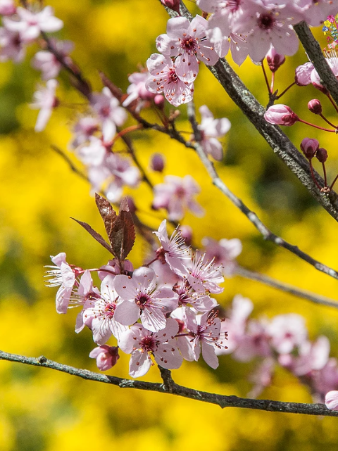 Spring blossoms in Bright