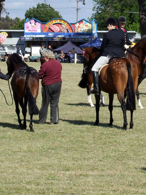 Clunes Show fleece judging