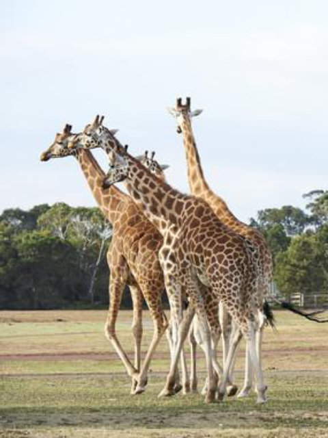 Giraffes at Werribe Open Range Zoo